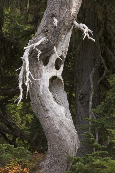 Washington, Mount Rainier NP Spooky ghost tree